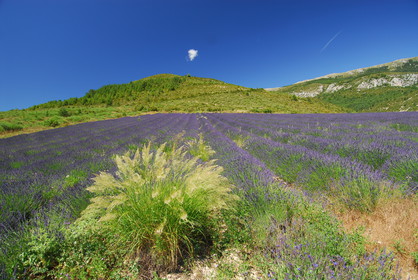 Le plateau de Valensole (04) pour le conseil régional Provence Alpes Cote d'Azur