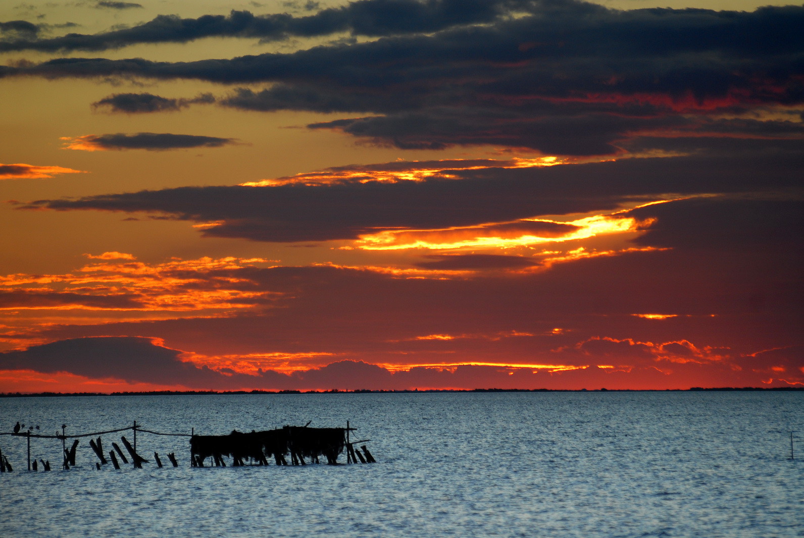 La Camargue pour le Conseil régional PACA,étang du Vaccares, aout 2006