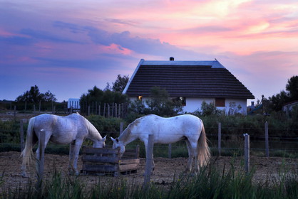 La Camargue pour le Conseil régional PACA, près des Saintes-Maries-de-la-Mer